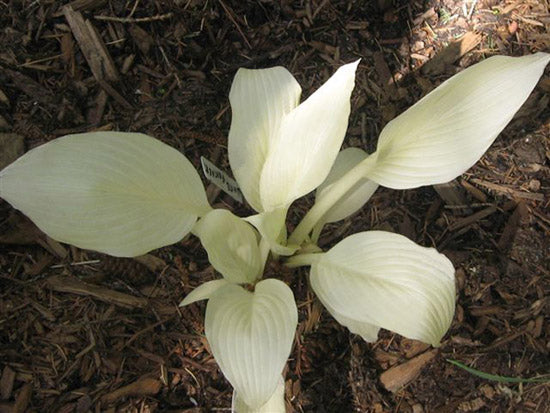 Hosta 'White Feather'