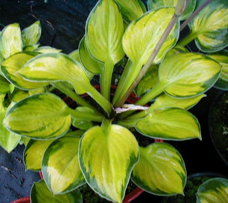 Hosta 'Wylde Green Cream'