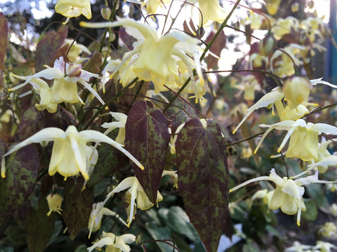 Epimedium 'Yellow Emperor'