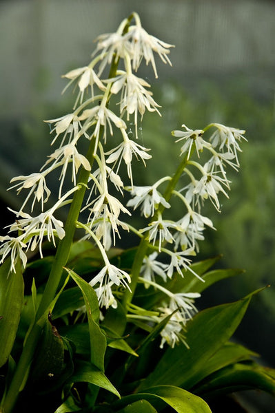 Ypsilandra thibetica