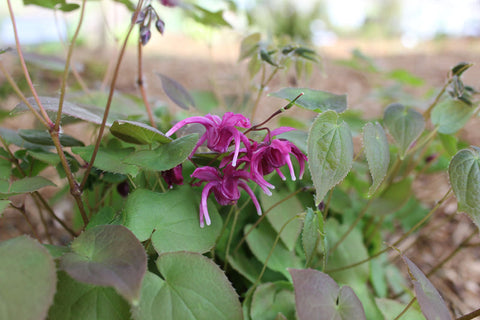 Epimedium grandiflorum 'Yubae'