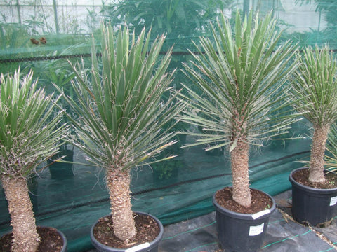 Yucca filifera