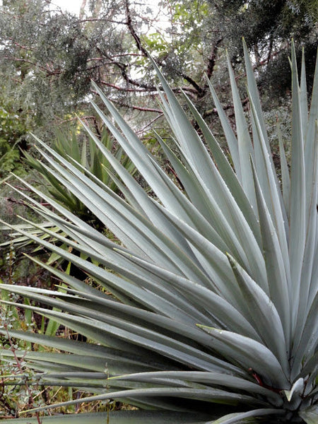 Yucca schottii 'Chiricahua High'