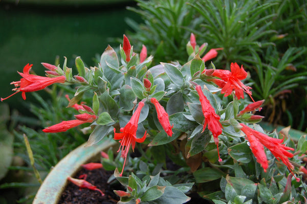 Zauschneria septentrionalis 'Wayne's Silver'