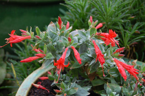 Zauschneria septentrionalis 'Wayne's Silver'