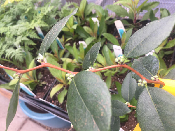 Zenobia pulverulenta 'Blue Sky'