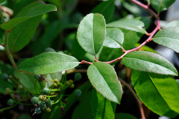 Zenobia pulverulenta 'Raspberry'