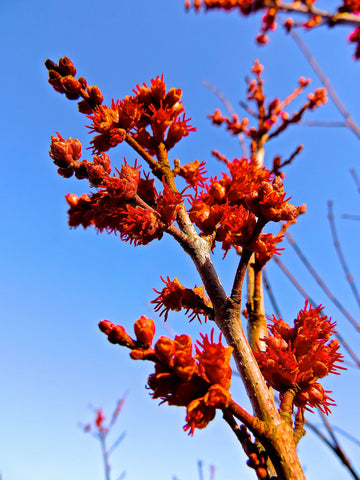 Acer rubrum 'Vanity' (aka Red Maple)