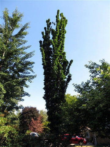 Acer saccharum 'Newton Sentry' (aka Sugar Maple)