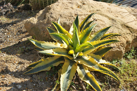 Agave 'Cornelius'
