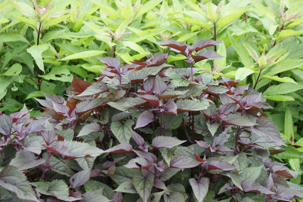 Ageratina altissima 'Chocolate' (aka Eupatorium rugosum 'Chocolate,' Chocolate Joe Pye Weed)