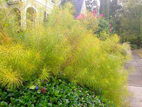 Amsonia hubrichtii