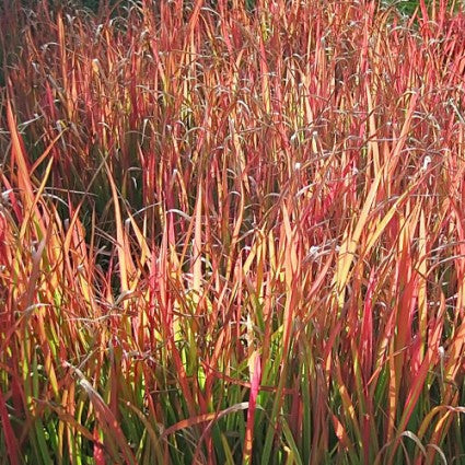 Andropogon gerardii 'Red October'