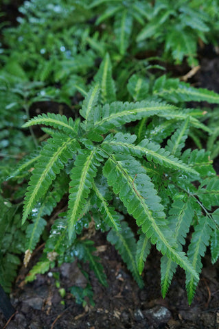 Arachniodes simplicior 'Variegata' (aka Variegated Shield Fern)