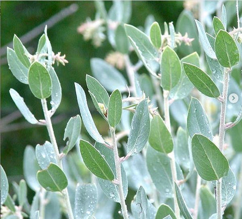 Arctostaphylos columbiana [Wasco County, OR] (aka Hairy Manzanita)