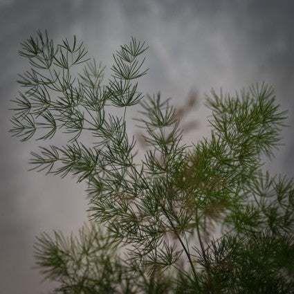 Asparagus macowanii