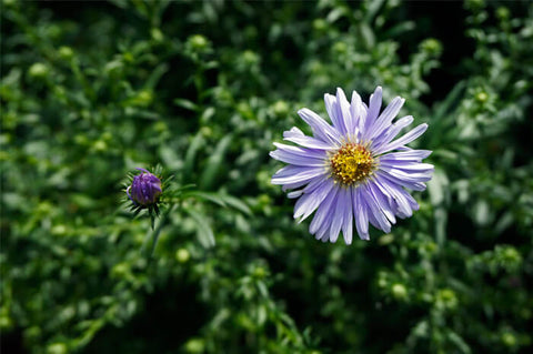 Aster novi-belgii 'Marjorie'