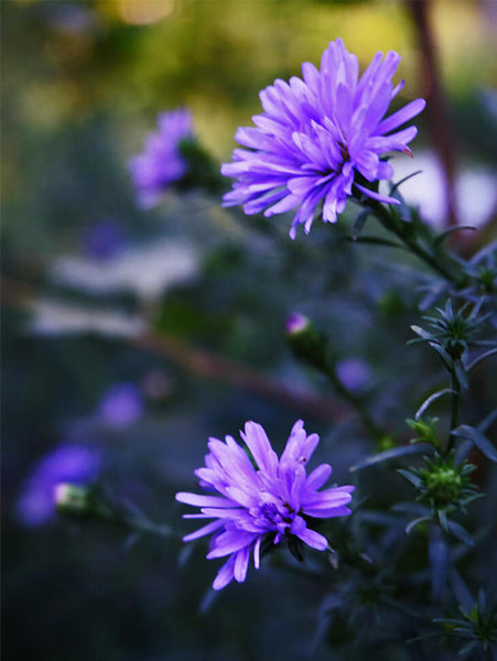 Aster novi-belgii 'Purple Bunches'