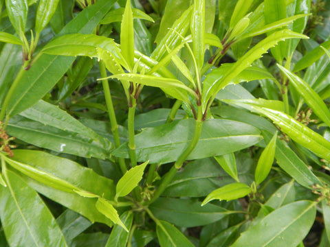 Aucuba himalaica