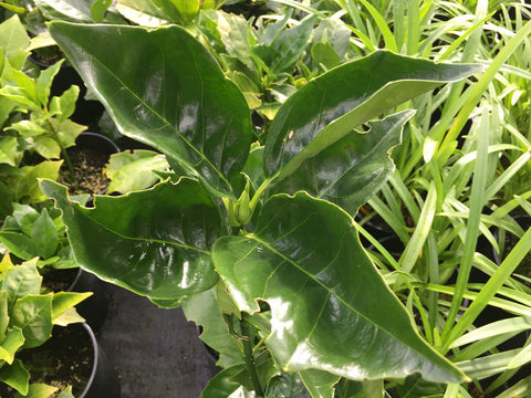 Aucuba japonica 'Rozannie' (aka Japanese Aucuba)