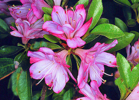 Azalea 'Roehr's Peggy Ann'
