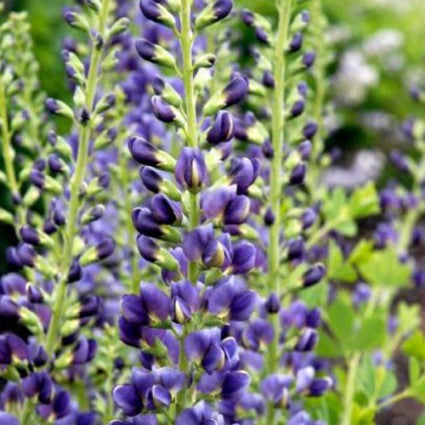 Baptisia 'Midnight Prairie Blues'