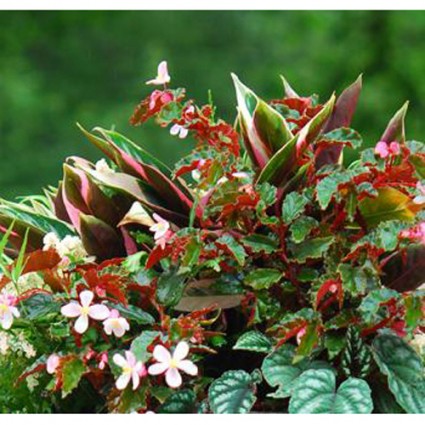 Begonia 'Concorde'