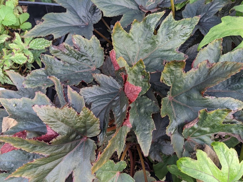 Begonia sp. 'Red China'