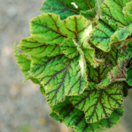 Begonia 'Palomar Prince'