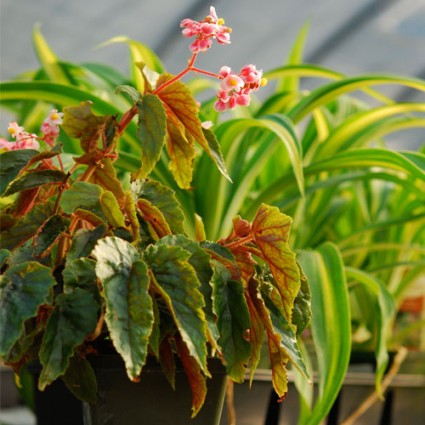 Begonia 'Penny Lahn'