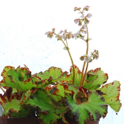 Begonia 'River Nile'