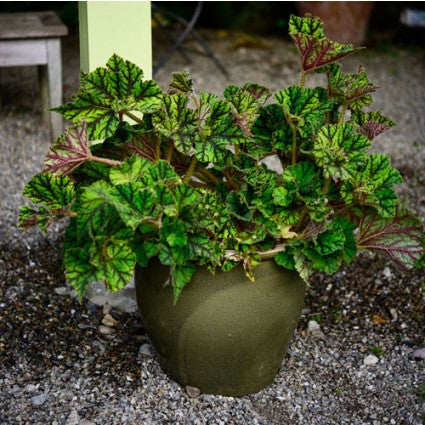 Begonia 'Wild Pony'
