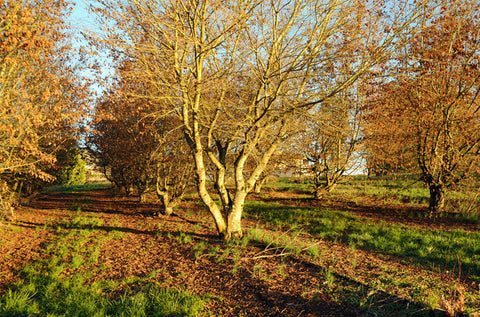 Carpinus turczaninowii var. coreana (aka Korean Hornbeam)