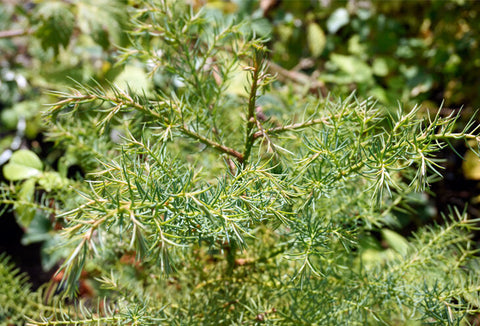 Cryptomeria japonica 'Elegans'