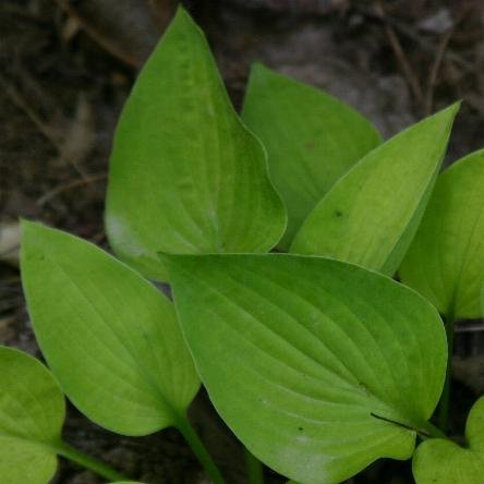 Hosta 'Gold Edger'