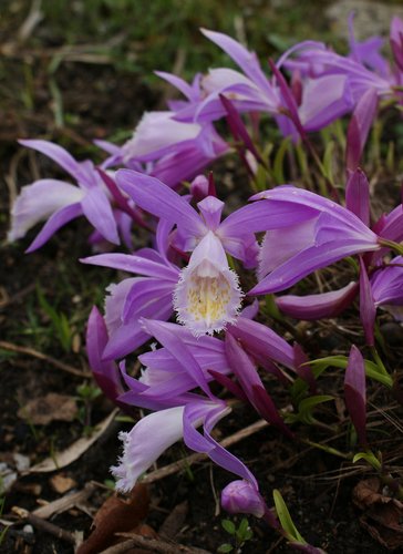 Pleione formosana