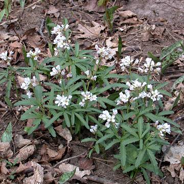 Dentaria laciniata