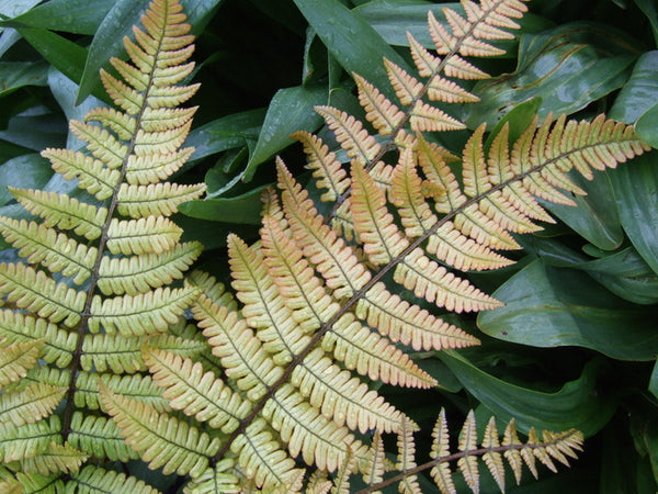 Dryopteris lepidopoda