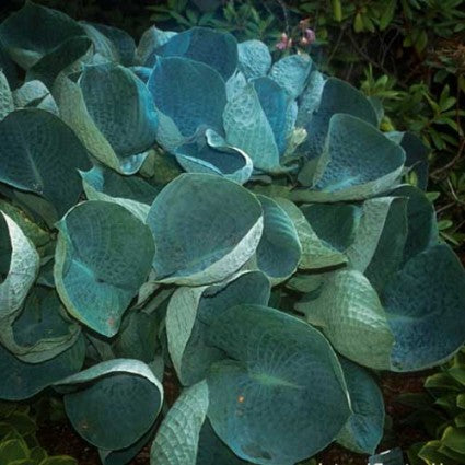 Hosta 'Abiqua Drinking Gourd'