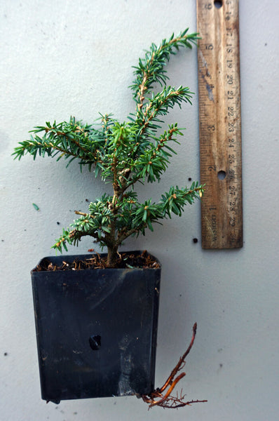 Tsuga canadensis 'Hussii'