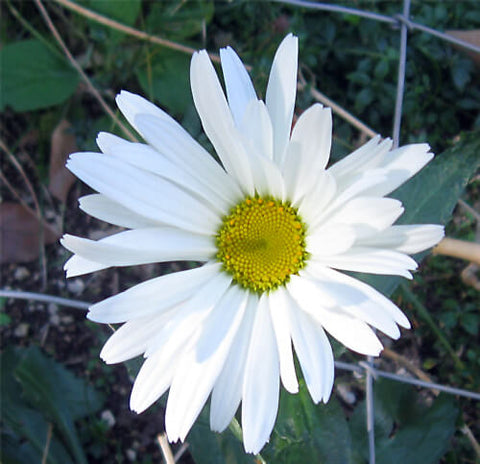 Leucanthemum x superbum (Shasta Daisy)