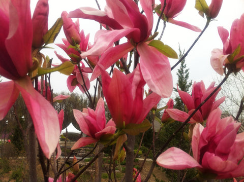 Magnolia x 'Daybreak'