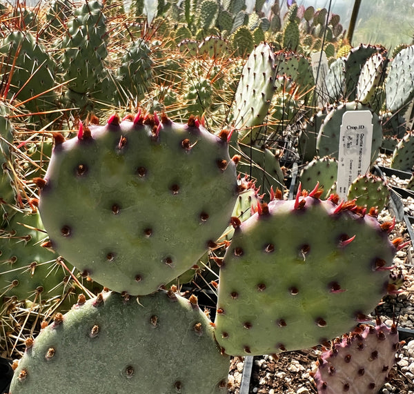 Opuntia macrocentra 'Backlash'