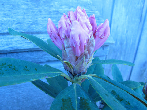Rhododendron 'Rosamundi'