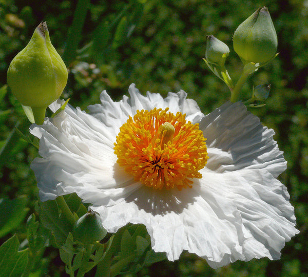 Romneya coulteri