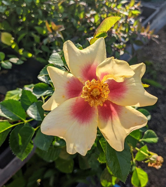 Rosa 'ChewBullseye' (aka Ringo™)