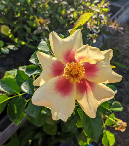 Rosa 'ChewBullseye' (aka Ringo™)