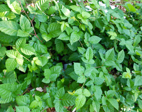 Chester Thornless Blackberry (aka Rubus 'Chester')