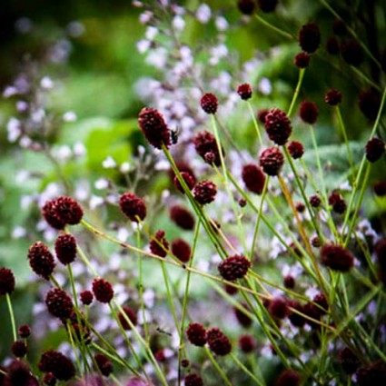 Sanguisorba 'Chocolate Tip'