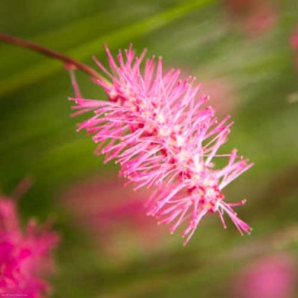 Sanguisorba obtusa